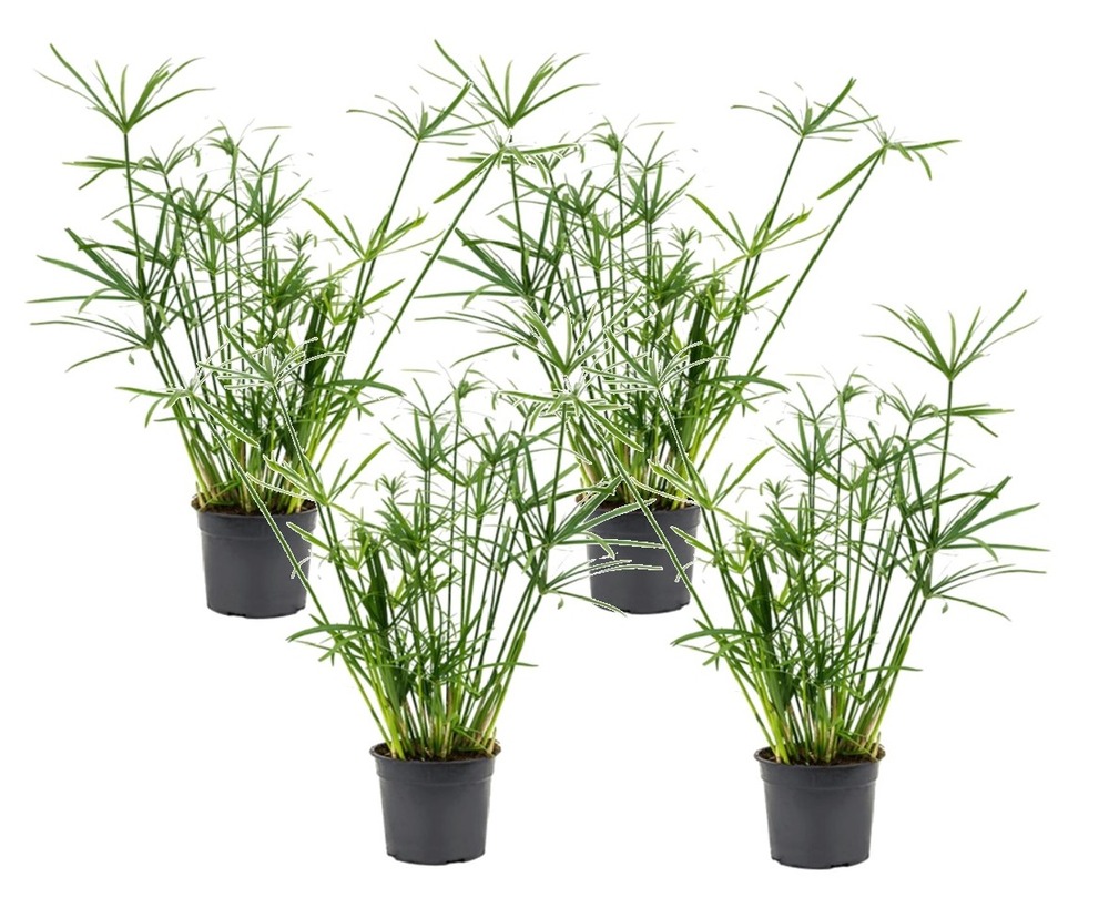 Cyperus alternifolius - set de 4 - pot 14cm - hauteur 40-50cm