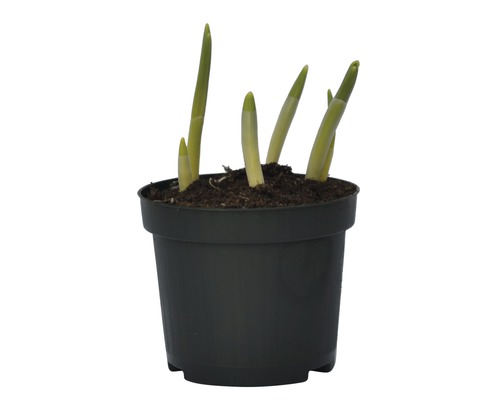 Sneeuwklokje FloraSelf Galanthus nivalis 'Elwessi' Ø 9 cm pot