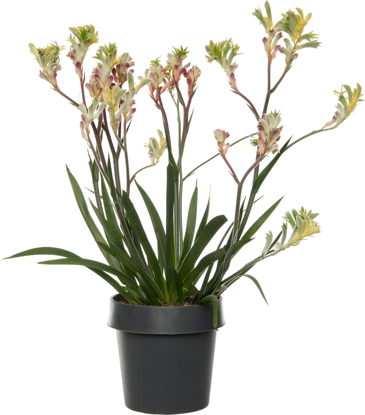 Kangoeroepoot (Anigozanthos) oranje D 14 H 40 cm