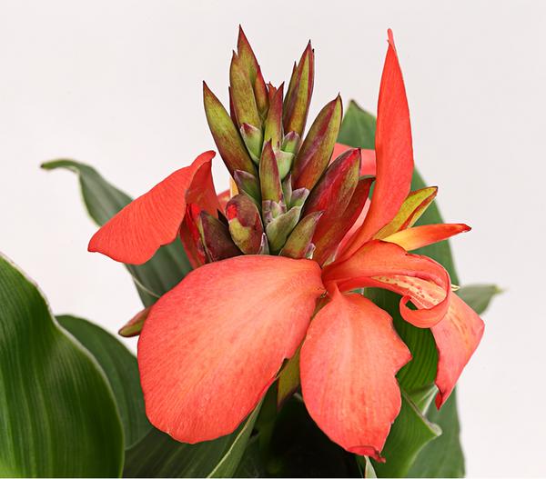 Indisches Blumenrohr, verschiedene Sorten