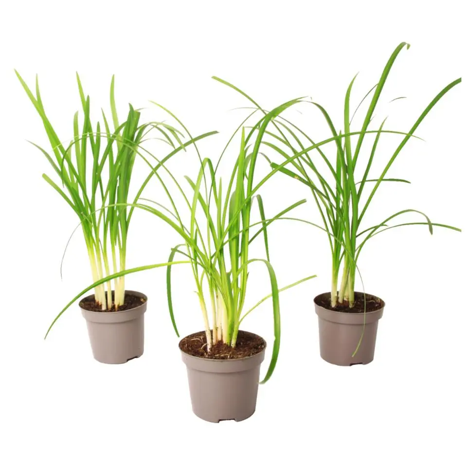 Kaapse knoflook - Set van 3 - Tulbaghia violacea - Hoogte 15-25cm - ⌀9cm