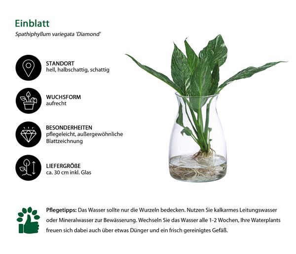 Waterplant Einblatt im Glas, Spathiphyllum