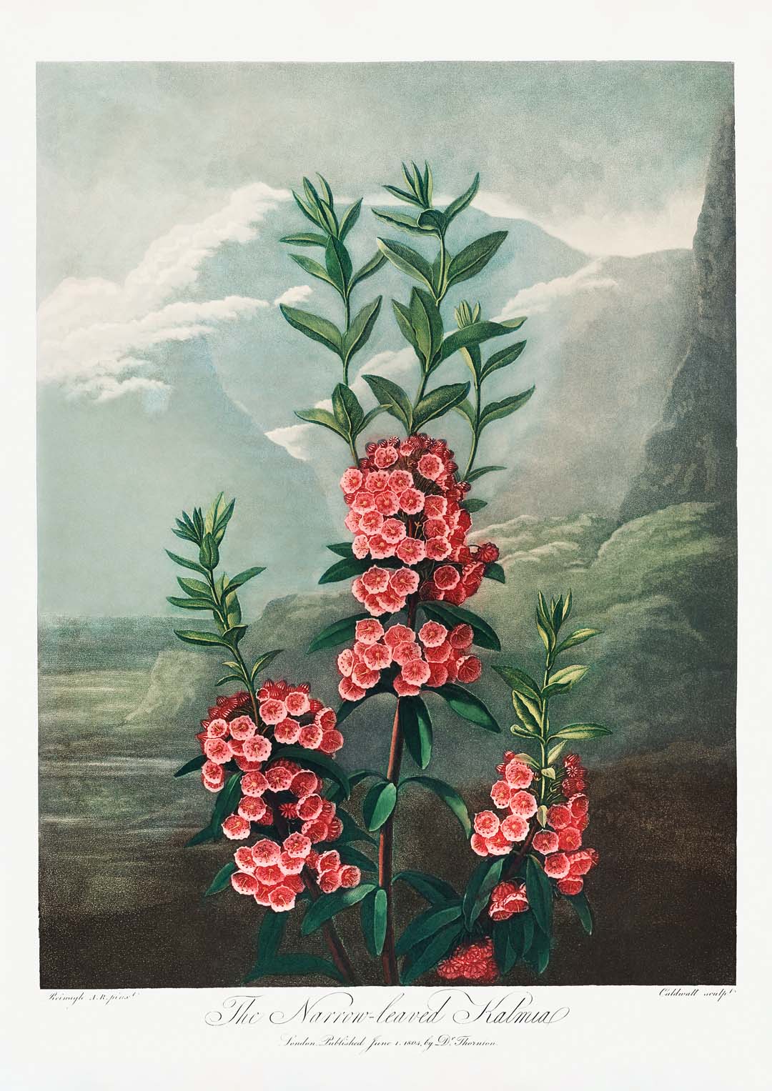 Kalmia aus dem Tempel der Flora