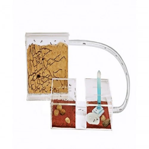 Kits para criação de formigas Sandwich-Acri de pequeno porte
