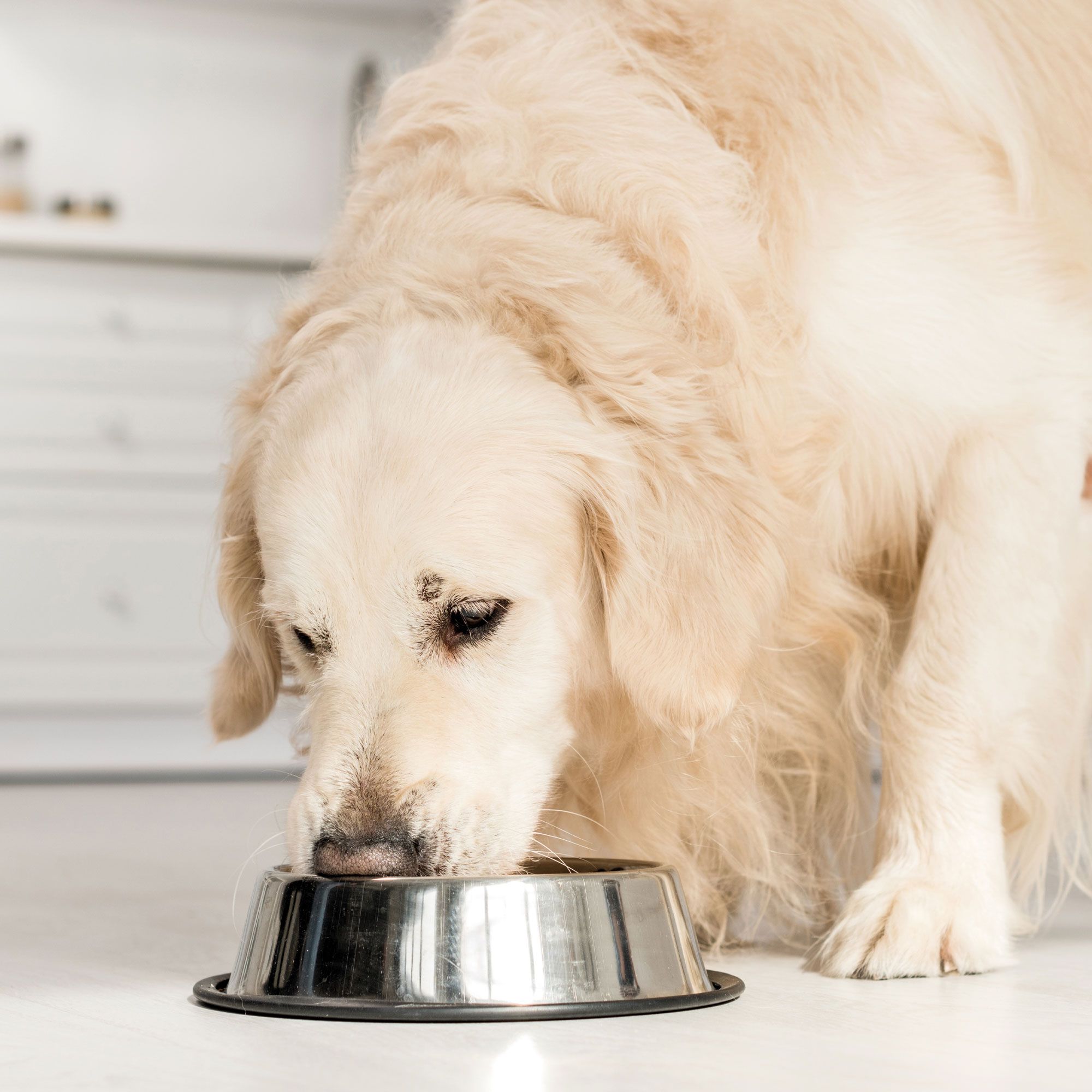 Schecker Nierenschonkost - Nassfutter für Hunde mit Nierenschädigungen