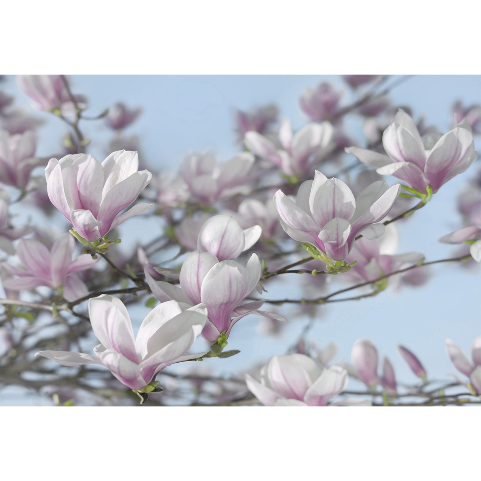 Papier-Fototapete MAGNOLIA - blau-weiß-rosa - 368x254 cm