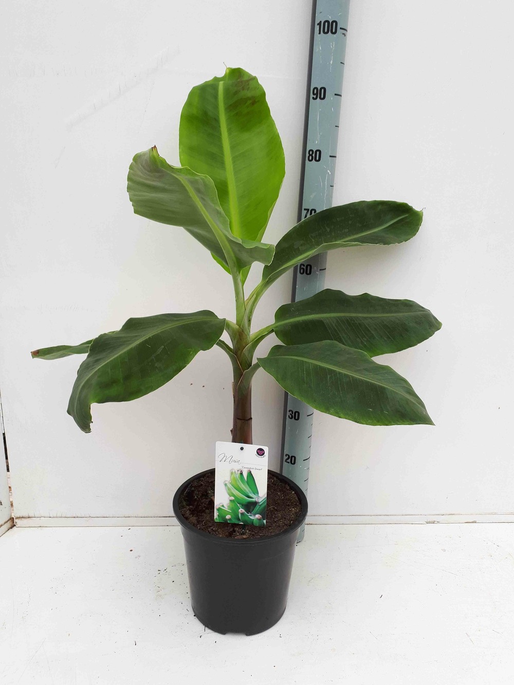 Bananier musa acuminata cv. Super dwarf cavendish rose - taille jeune plant