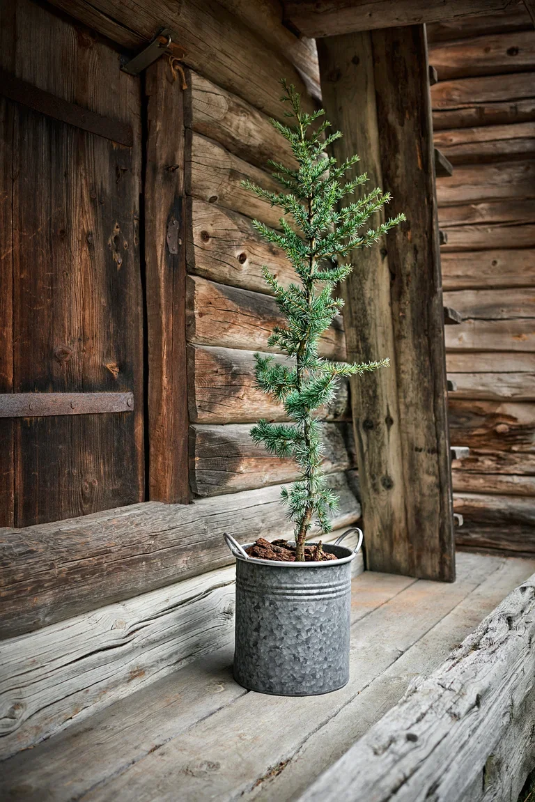 Cedrus libani 'Glauca' Atlasseder Høyde 90 cm