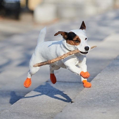 Botas de borracha natural para cães Pawz, laranja