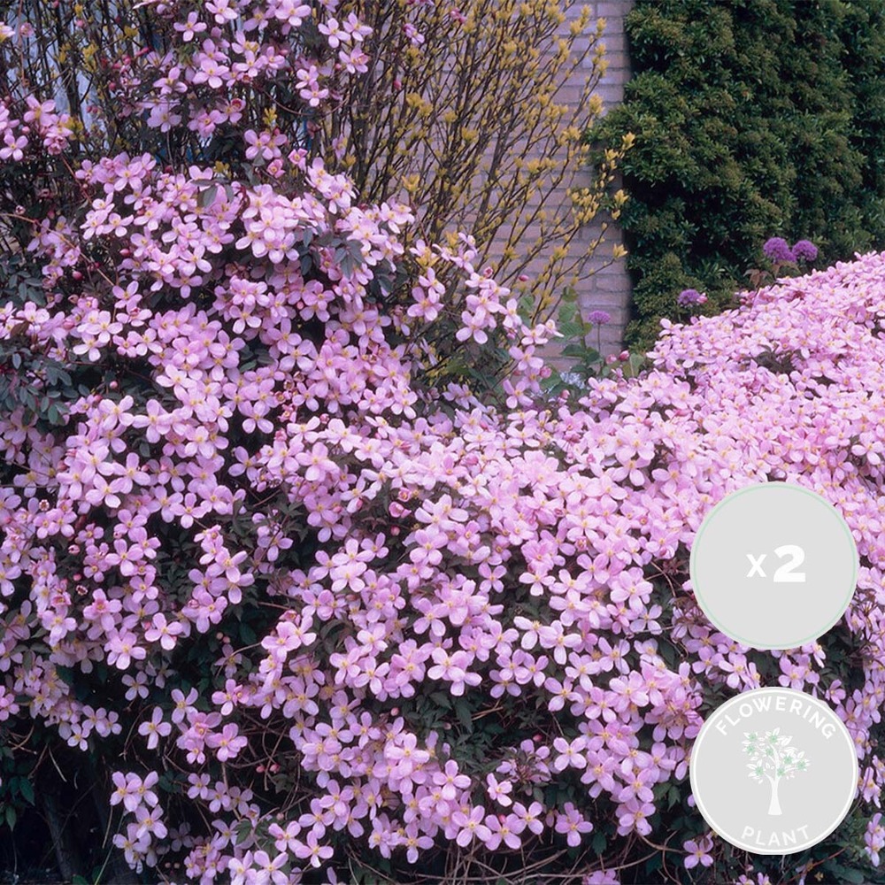 2x clematis montana var. 'rubens' – vigne forestière – plante grimpante – ⌀15 cm - ↕60-70 cm