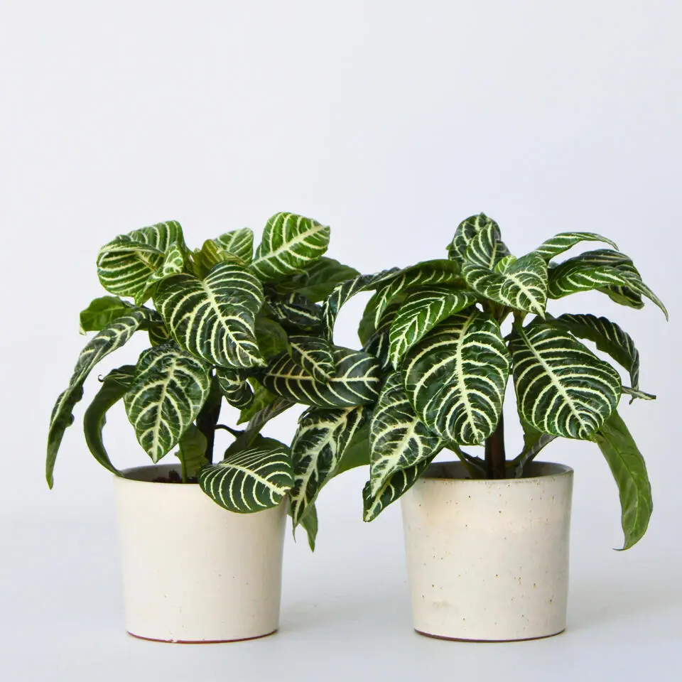 Zebraplant - Set van 4 - Aphelandra squarrosa - Hoogte 25-45cm - ⌀13cm