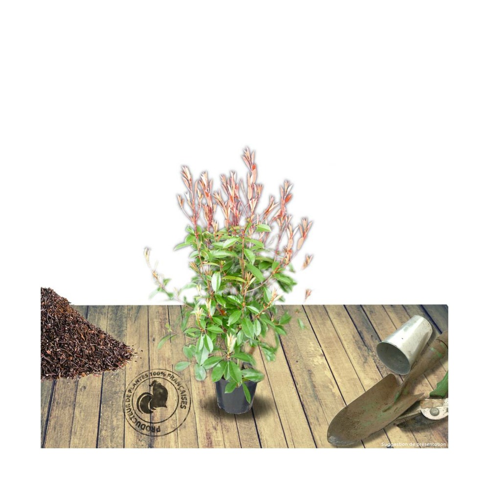 Photinia x fraseri red robin/photinia x fraseri red robin[-]pot de 5l - 80/100 cm