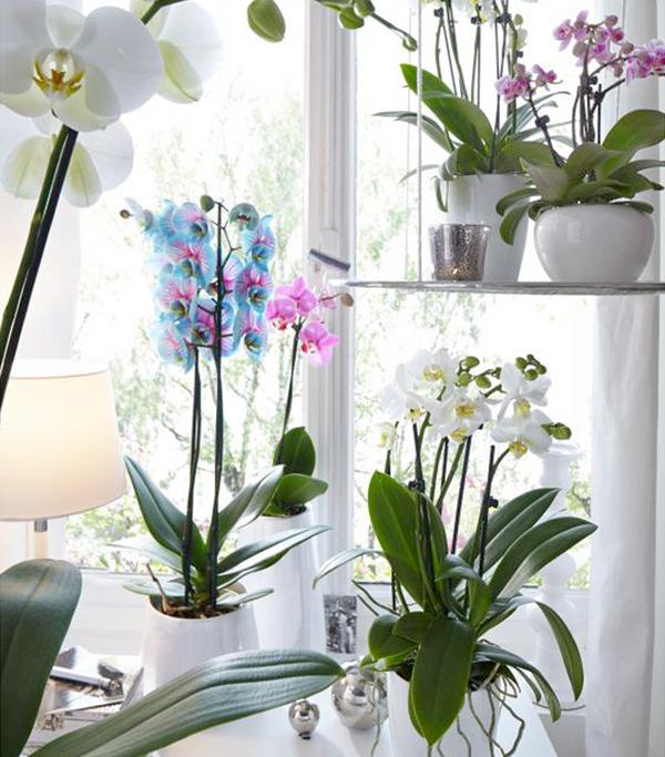 Schmetterlingsorchidee - Phalaenopsis