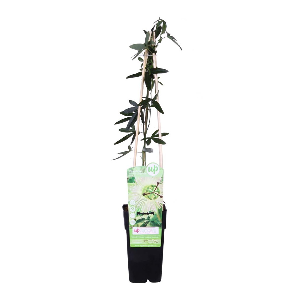 Passiflora elliot – passiflore – plante grimpante – facile d'entretien - ⌀15 cm - ↕60-70 cm