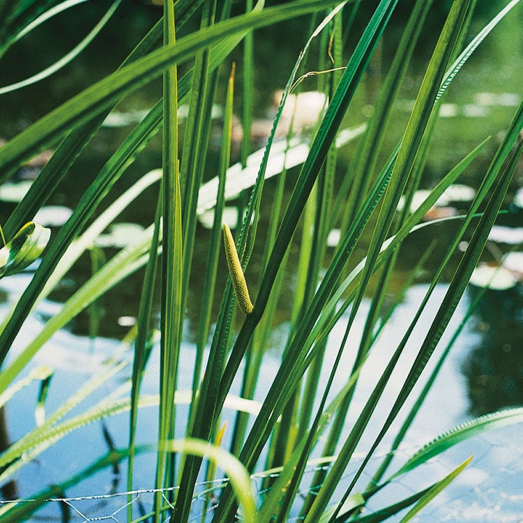 Kalmoes (Acorus calamus) D 18 H 20 cm