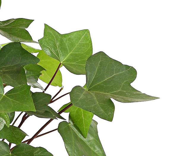 Efeu - Hedera helix 'Mont Gommery'