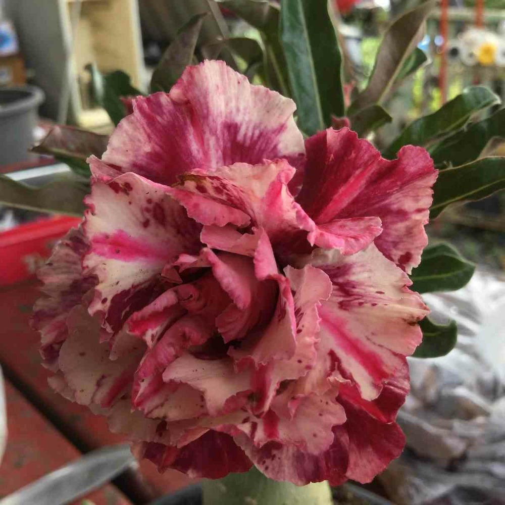 Adenium obesum cv.purple rain rouge - taille caudex d'environ 150g