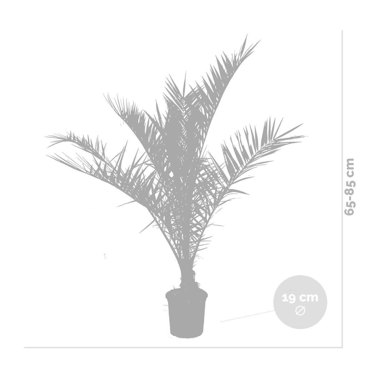 2x phoenix canariensis - palmier dattier des canaries - palmier - rustique – ⌀19 cm - ↕80-100 cm