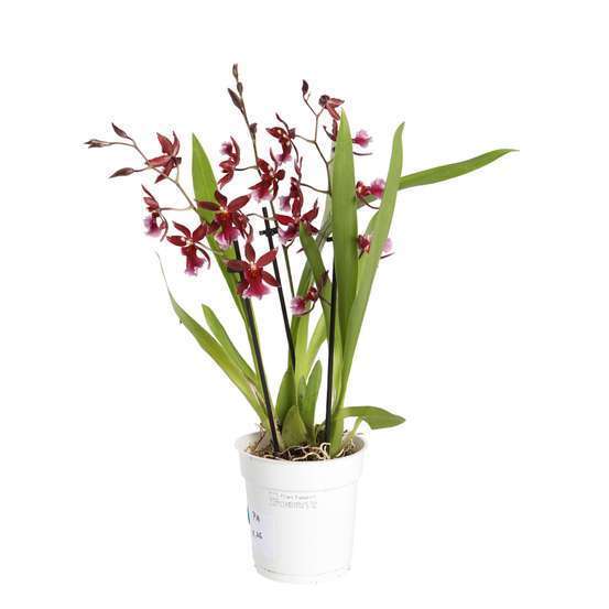Orchidée Cambria 'Barrocco red', 3 tiges, pot Ø12 cm