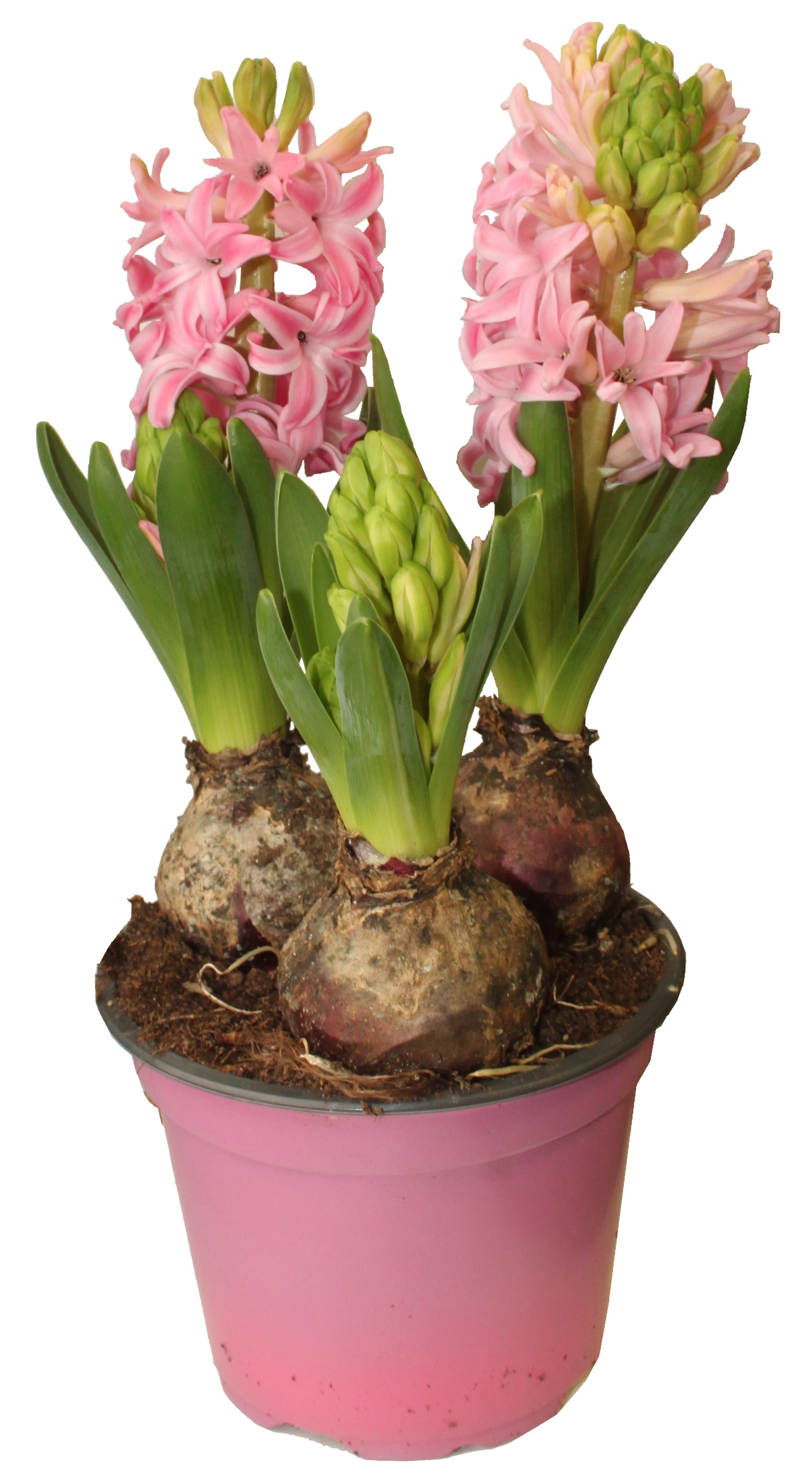Jacinthe 3 bulbes rose pot 12 cm