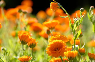Weleda Calendula Spray 30ML