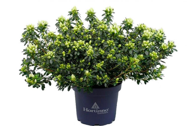 Japanse Azalea (Rhododendron japonica 'Evergreen') wit D 19 H 40 cm
