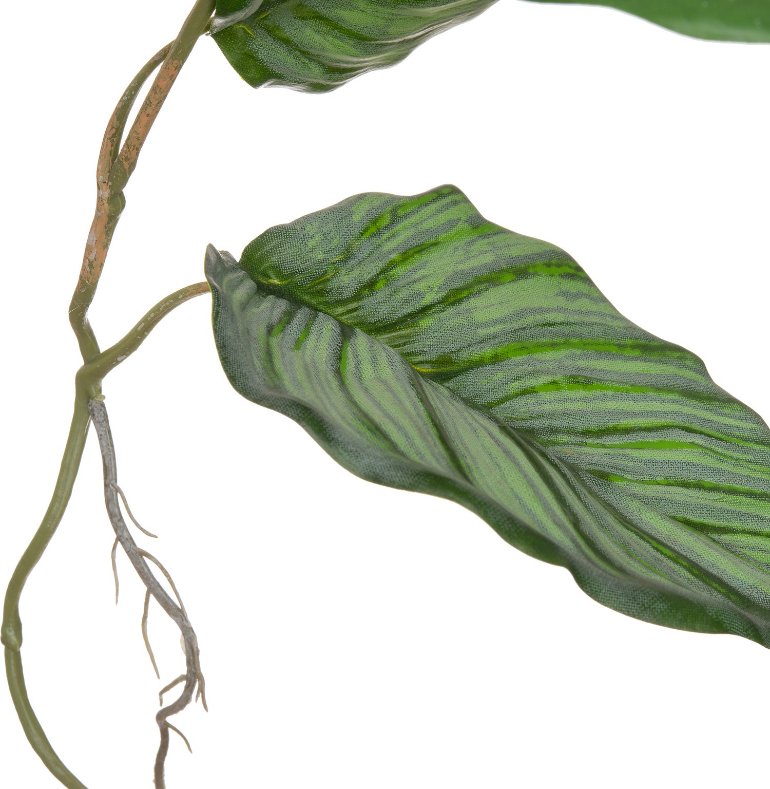 Intratuin kunstplant Calathea 65 x 65 x 92 cm