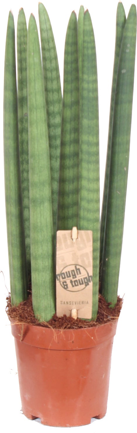 Vrouwentong (Sansevieria cylindrica 'Straight') D 12 H 40 cm