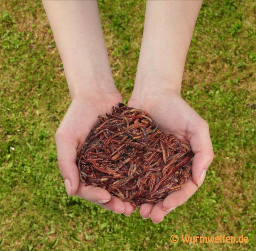 Wurmfarm Starter Set Wurm Cafe – Wurmkomposter aus recyceltem Kunststoff – 105L Wurm Café mit 3 Etagen – Inkl. 1000 Kompostwürmer & Ablasshahn für Wurmtee – Für Küche, Garten & Balkon