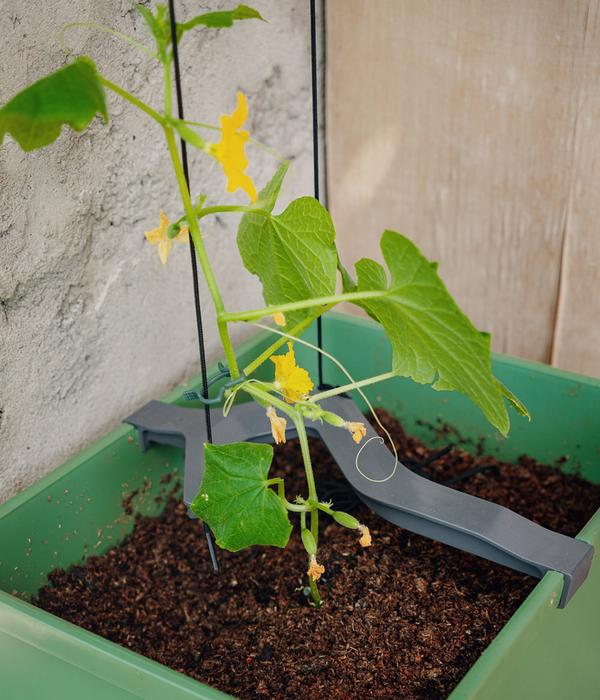 Gusta Garden Gurken-Topf Curt Cucumber, ca.