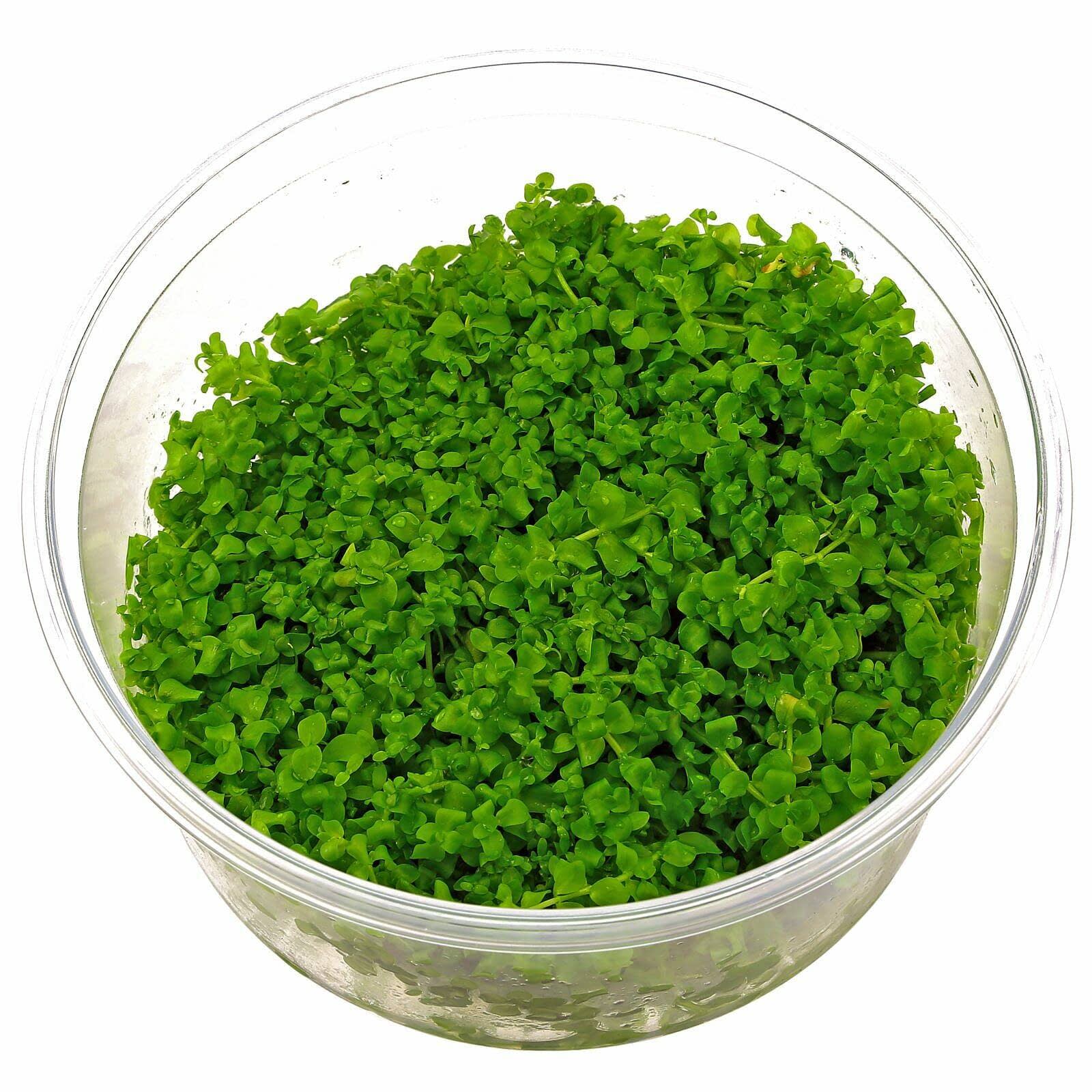 Planta Tropica Iberia Micranthemum Tweediei 'Monte Carlo'