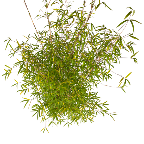 Bambou non-traçant fargesia angustissima - pot de 5 L