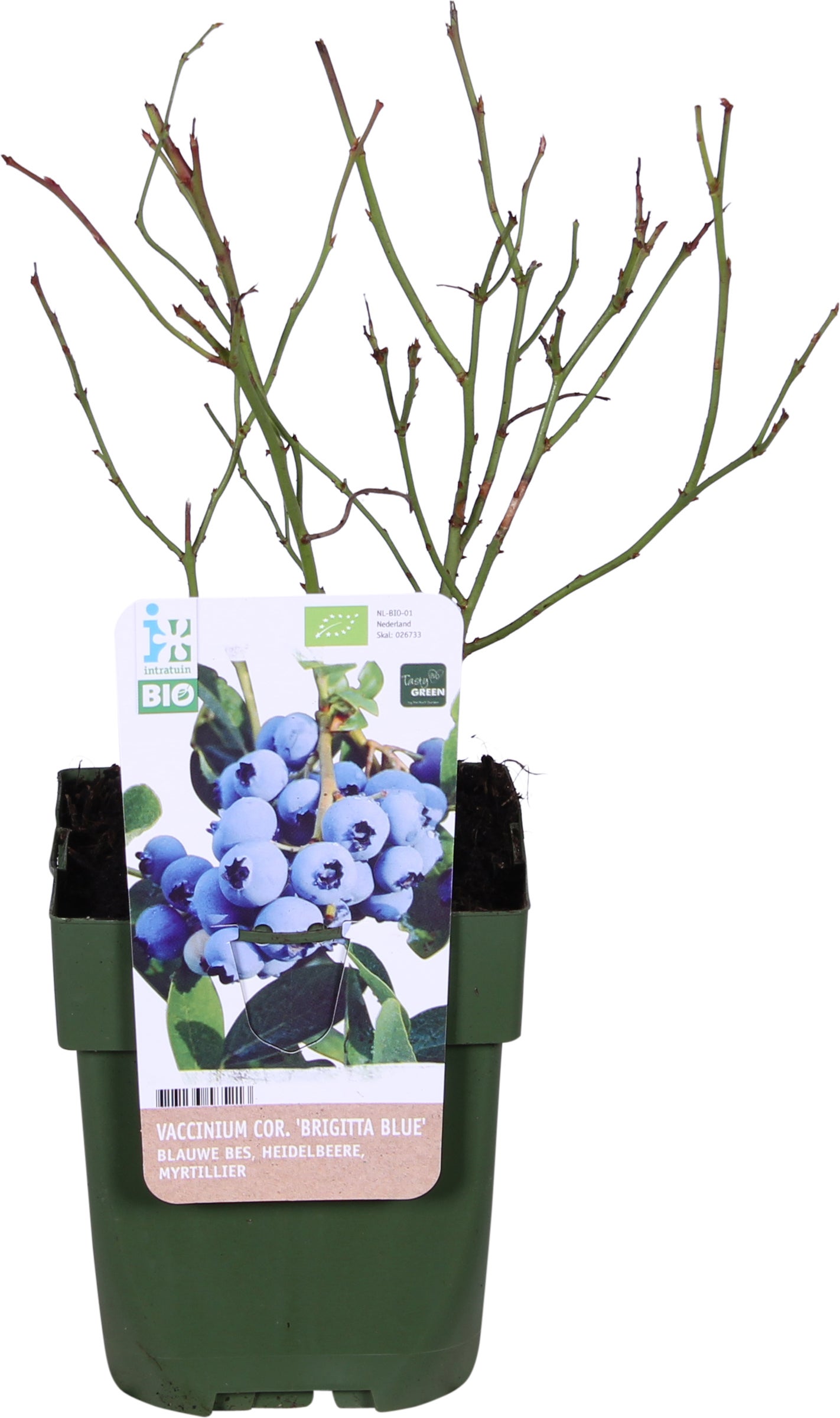 Biologische Blauwe bes (Vaccinium corymbosum 'Brigitta Blue') D 13 H 40 cm