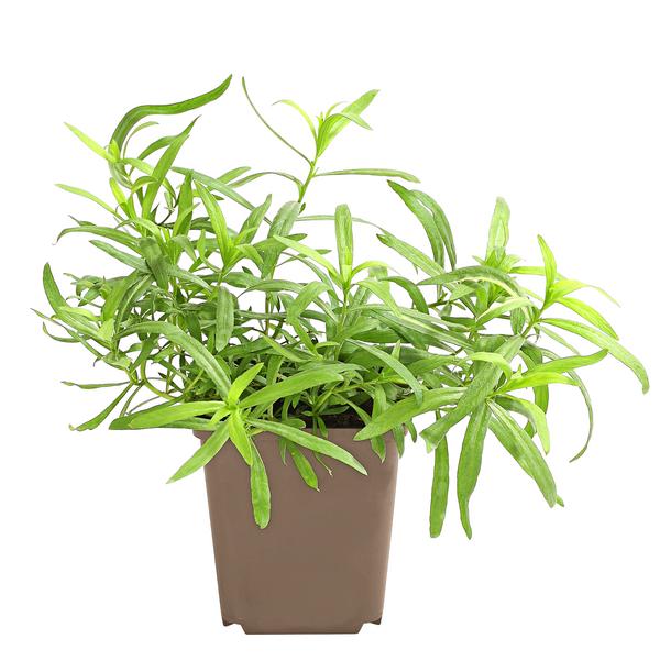 Estragon