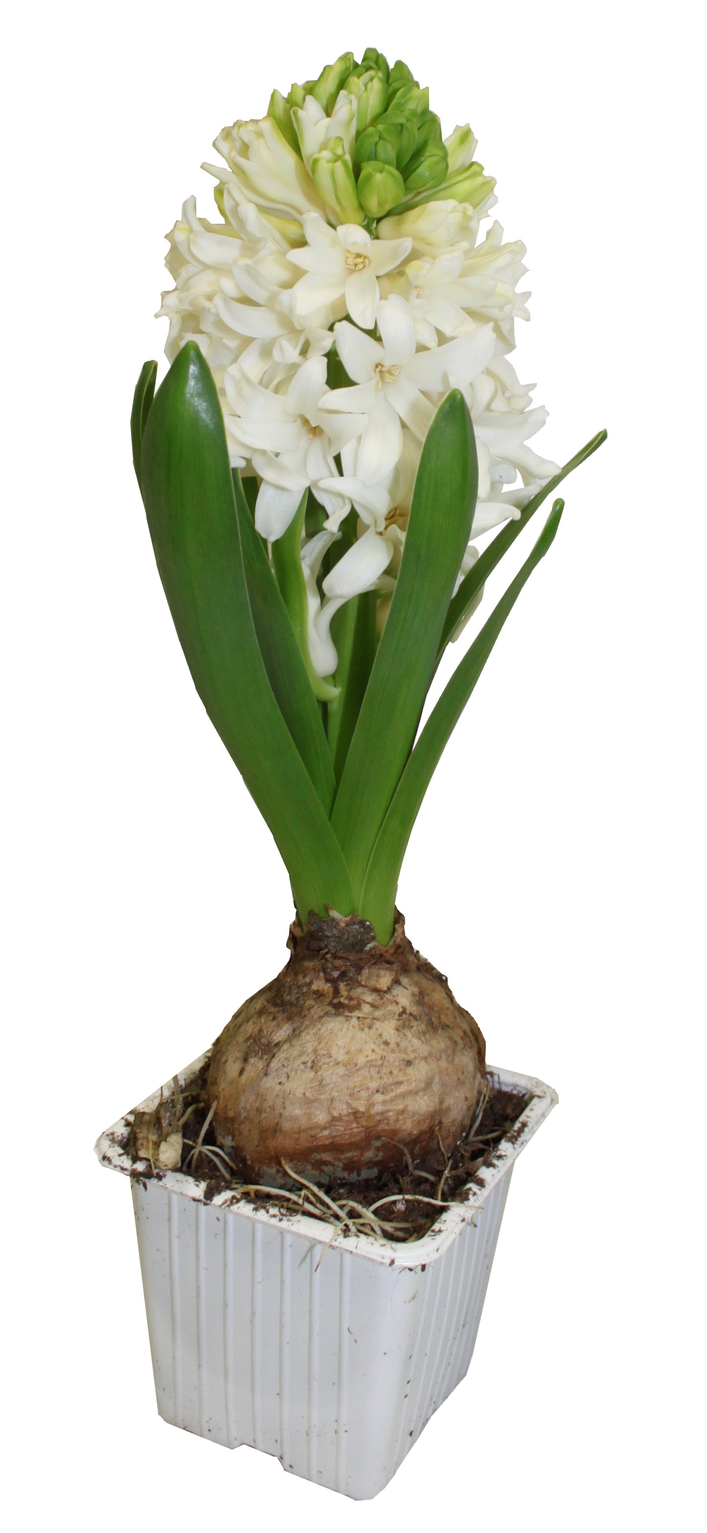 Jacinthe blanche godet 7 cm