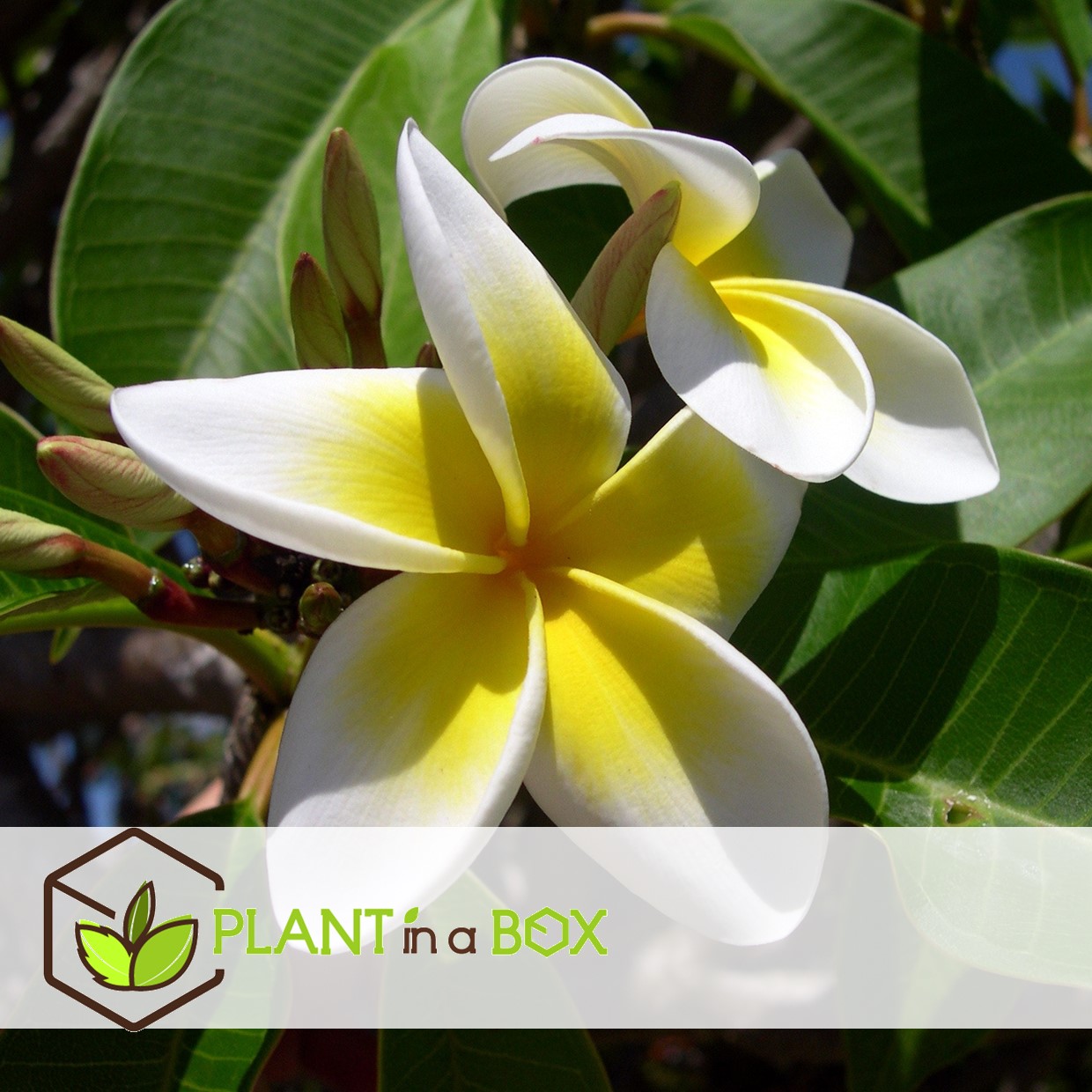 Plumeria frangipani blanc - hawaii - pot 17cm - hauteur 55-70cm