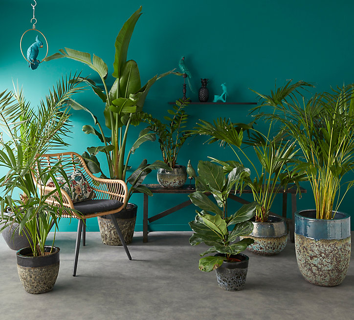 Areca dypsis 21cm avec cache pot rayures vertes