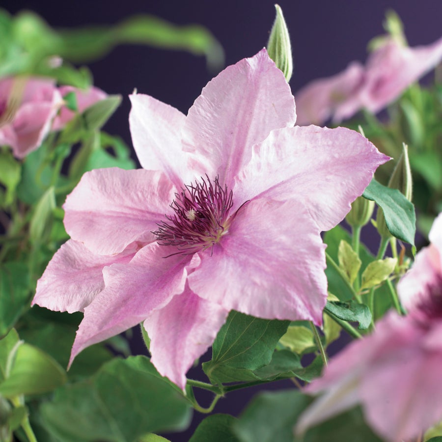 Bosrank (Clematis 'Pink Fantasy') D 16 H 75 cm