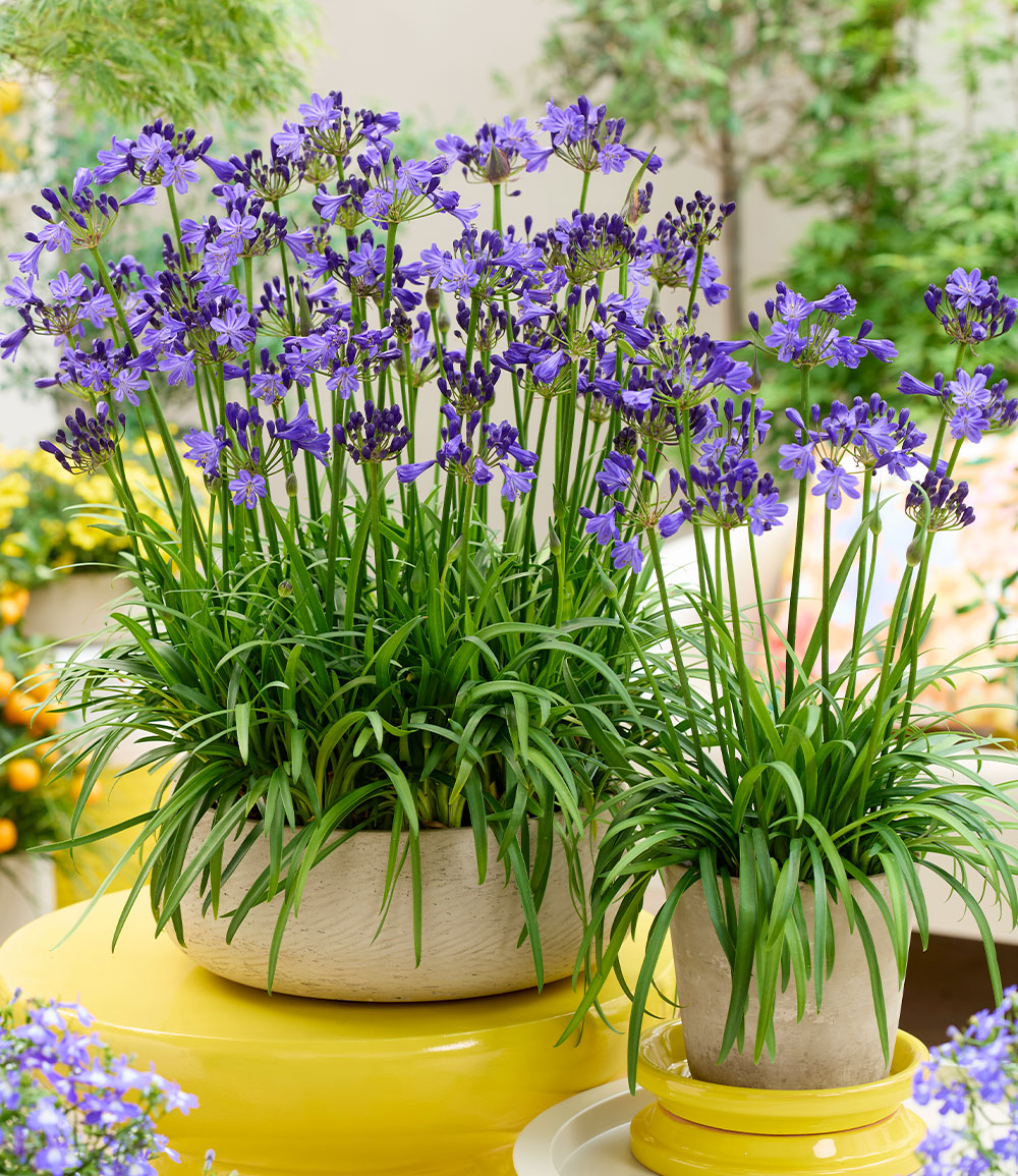 Zwerg-Agapanthus 'Fairy Blue®'