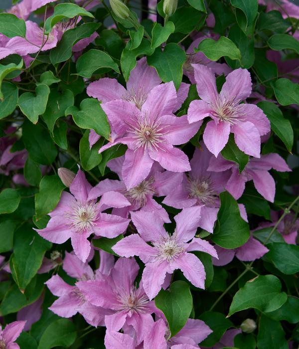 Waldrebe - Clematis 'Bridgewater'