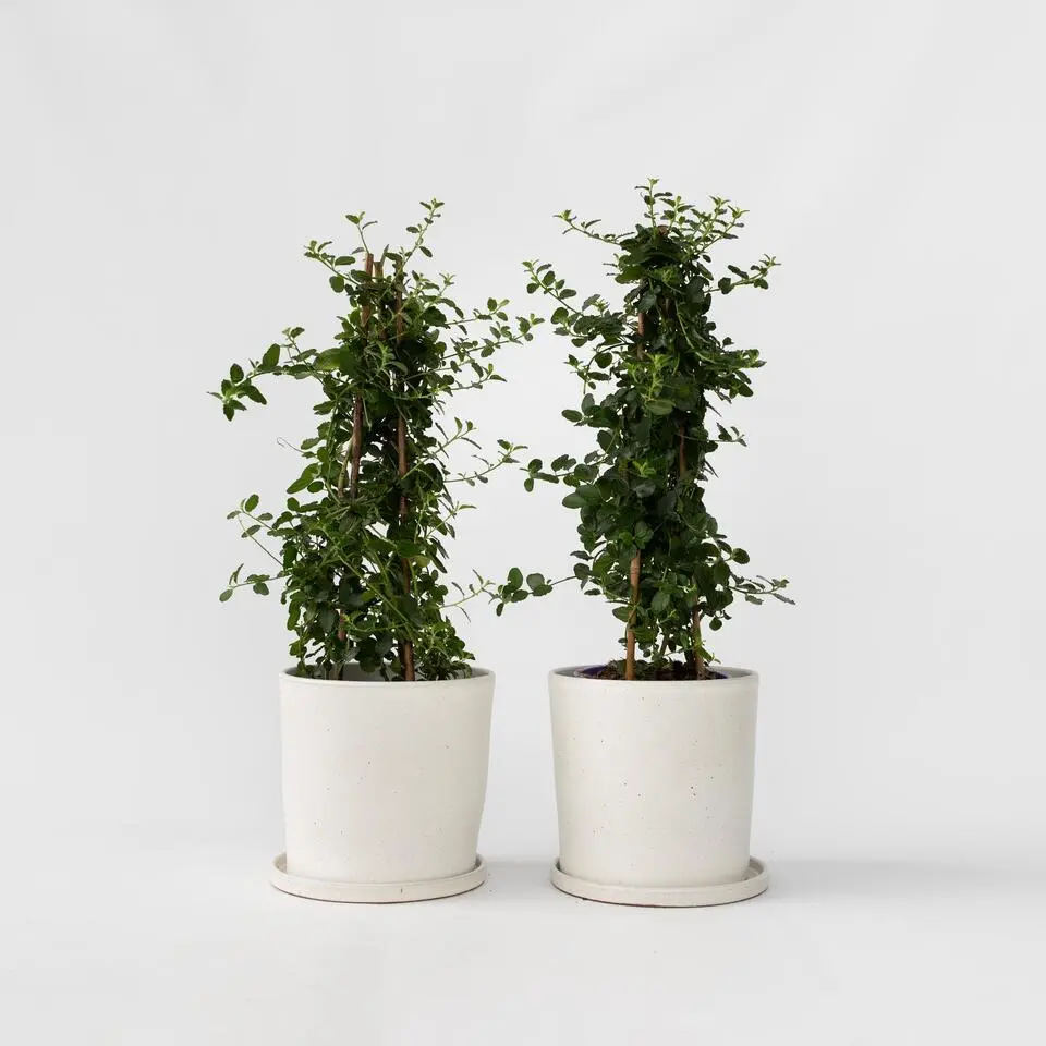 Sering - Set van 2 - Ceanothus Repens - Hoogte 60-70cm - ⌀17cm