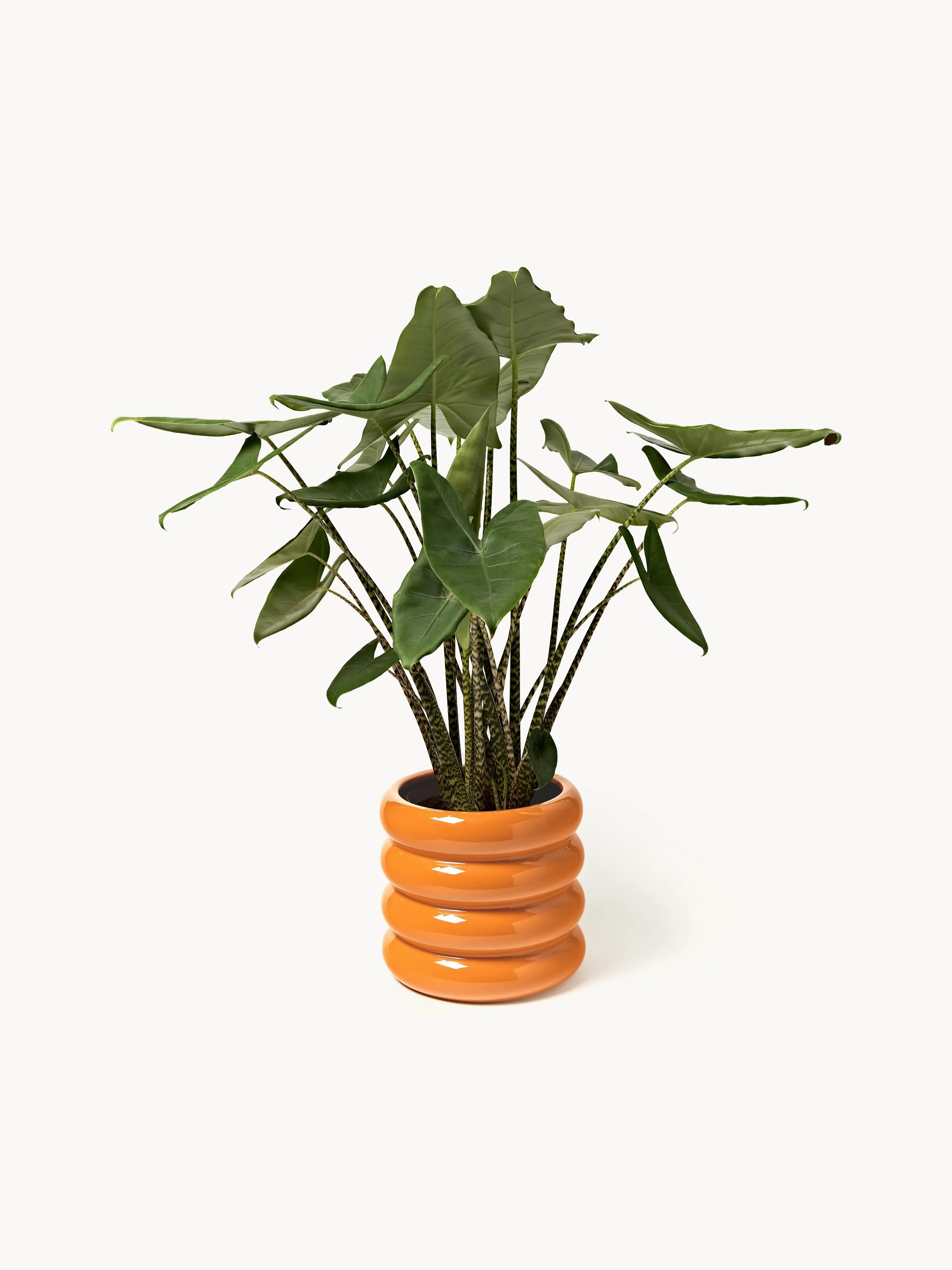 Plantenpot Rudi van keramiek, H 30 cm
