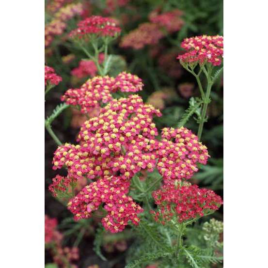 Achillée Millefolium 'Paprika' : godet vert