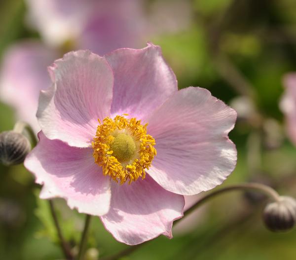 Bio Anemone hupehensis 'September Charme'