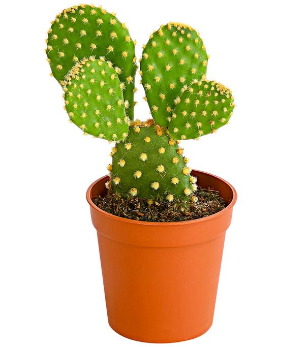 Feigenkaktus - Opuntia microdasys,