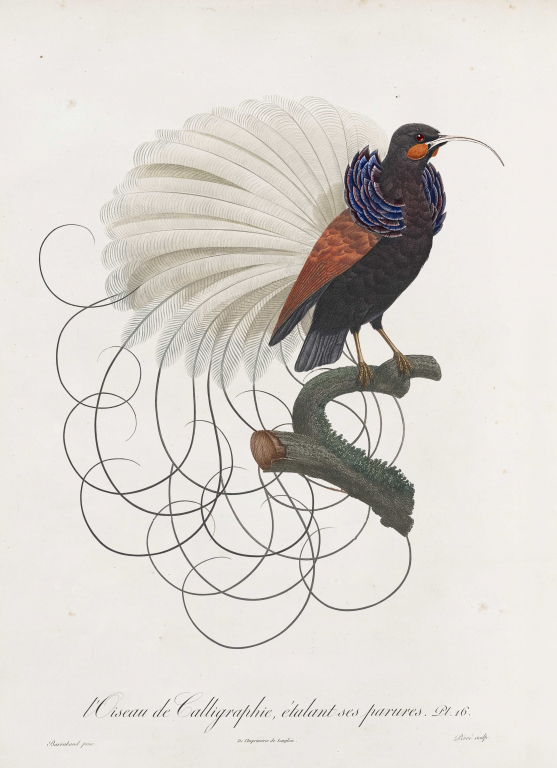 Moooi Carpets Calligraphy Bird vloerkleed 350