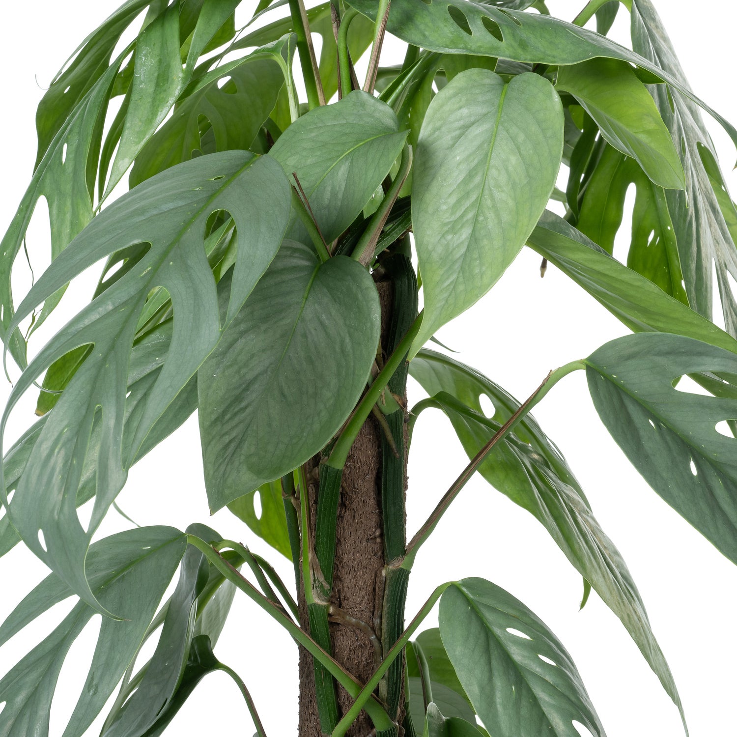 Drakenklimop op duurzame klimstok (Epipremnum pinnatum 'Cebu Blue') D 17 H 65 cm