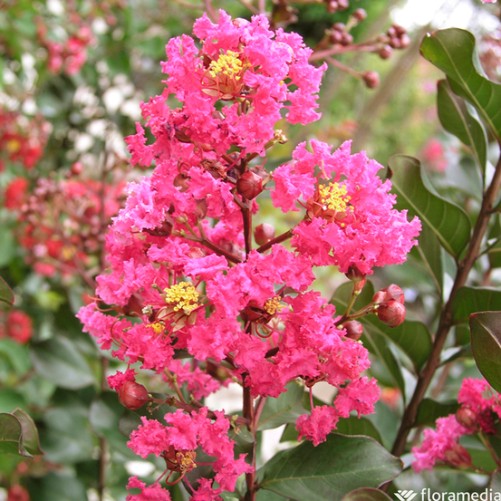 Lagerstroemia indica : touffe ctr 10 litres