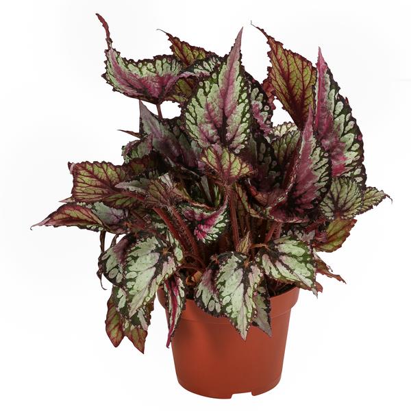 Blattbegonien-Set - Begonia rex-Hybriden,