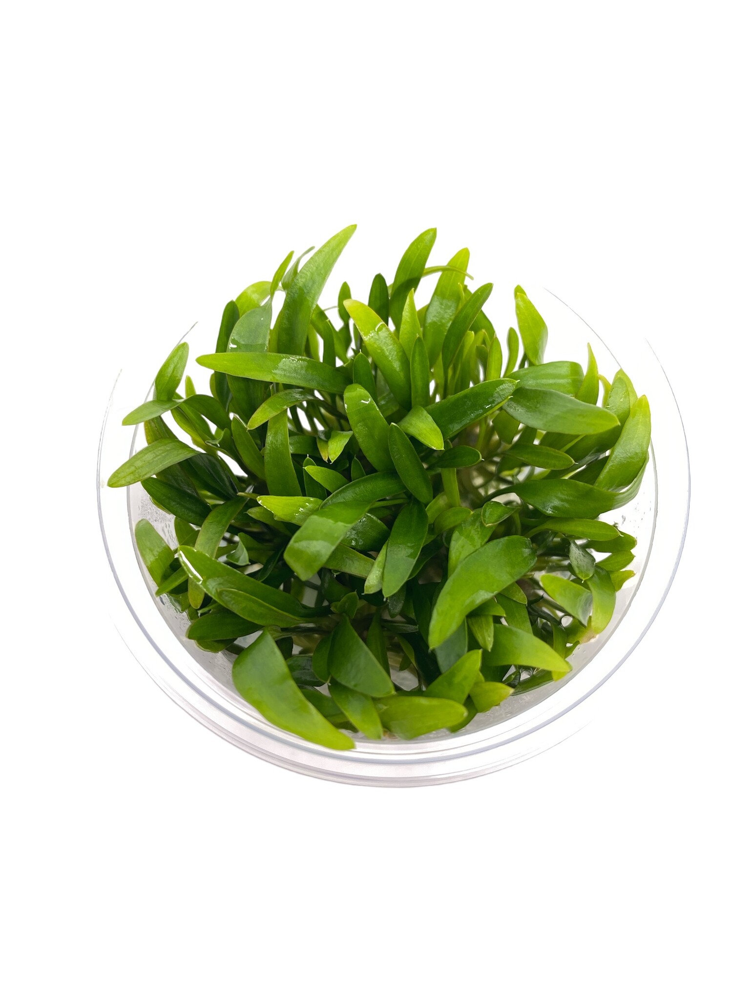 Waterplant Cryptocoryne X Willisii in-vitro